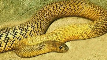 Inland Taipan: Gigitan ular ini dapat membunuh manusia dengan sangat cepat, dalam kurang dari satu jam. Racunnya dapat langsung melumpuhkan manusia dan dapat menyebabkan pendarahan di pembuluh darah dan jaringan otot. (foto: Wikipedia)