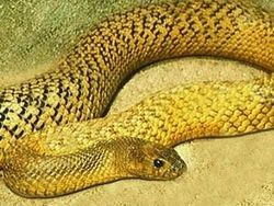 10 Ular Paling Mematikan di Dunia