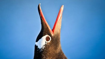 Penguin. Foto: Livescience