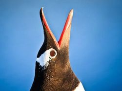 Menakjubkan! Mata Makhluk Hidup Dilihat dari Dekat