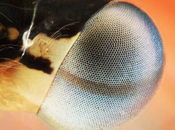 Menakjubkan! Mata Makhluk Hidup Dilihat dari Dekat