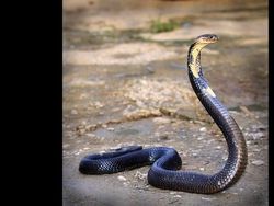 10 Ular Paling Mematikan di Dunia