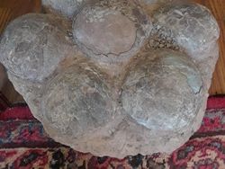 Potret Benda dan Hewan Aneh yang Menambah Pengetahuan