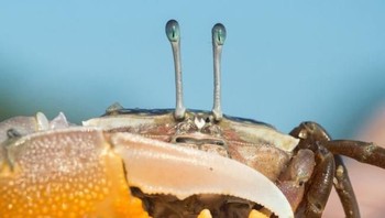 Kepiting. Foto: Livescience