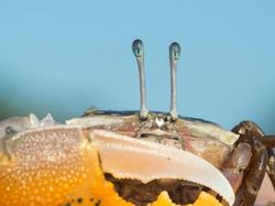 Menakjubkan! Mata Makhluk Hidup Dilihat dari Dekat