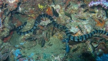 Belchers Sea Snake: Berdasarkan banyak ahli, racun Belchers sea snake 100 kali lebih beracun dibanding racun ular lain. Hanya butuh beberapa miligram racun Belchers sea snake untuk membunuh lebih dari 1.000 orang. Berita baiknya, ular ini sedikit pemalu dan takkan menggigit kecuali diprovokasi berlebihan. (foto: Wikipedia)