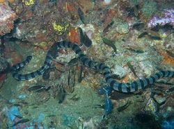 10 Ular Paling Mematikan di Dunia