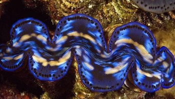 Kerang raksasa. Foto: Livescience