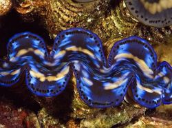 Menakjubkan! Mata Makhluk Hidup Dilihat dari Dekat