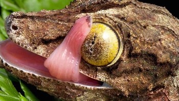 Tokek ekor daun. Foto: Livescience