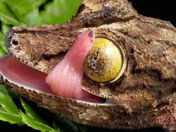 Menakjubkan! Mata Makhluk Hidup Dilihat dari Dekat