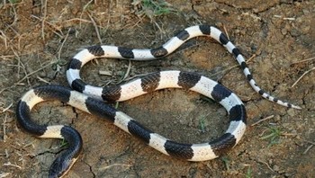 Blue Krait: Gigitan dari ular yang sering ditemui di Thailand ini 50 persennya selalu berujung kematian. Bahkan ketika korban telah diberikan anti racun. (foto: Wikimedia)