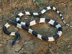 10 Ular Paling Mematikan di Dunia