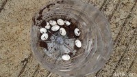 Telur ular kobra ditemukan secara tidak sengaja. Telur-telur ular berbisa ini ditemukan ketika warga sedang menguruk tanah.