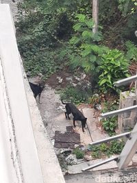 Anjing Telantar dan Terkurung di Kemayoran Jakarta Pusat