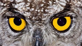Burung hantu. Foto: Livescience