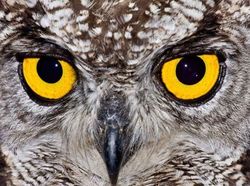 Menakjubkan! Mata Makhluk Hidup Dilihat dari Dekat