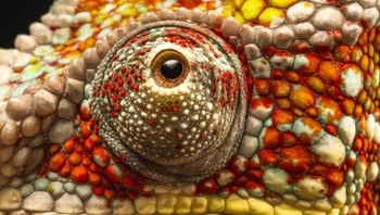 Bunglon. Foto: Livescience