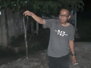 Ular Kobra Hingga Kepala Dua Mudik ke Perumahan di Citayam
