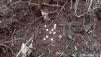 Belasan telur ular kobra ditemukan di tanggul dekat selokan Perumahan Villa Citayam, Susukan, Bojonggede, Kabupaten Bogor, Minggu (15/12/2019). (dok. Warga Villa Citayam).