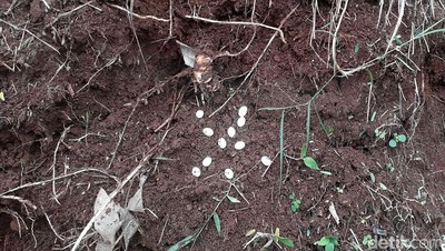 Hii! Ini Telur-telur Kobra yang Ditemukan di Perumahan Villa Citayam