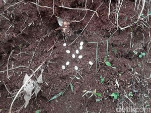 Hii! Ini Telur-telur Kobra yang Ditemukan di Perumahan Villa Citayam