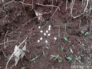 Teror Ular Kobra di Jabar, Sioux Ular Indonesia: Fenomena Mudik
