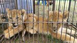 Lucunya Anak-anak Singa yang Diamankan Polda Riau