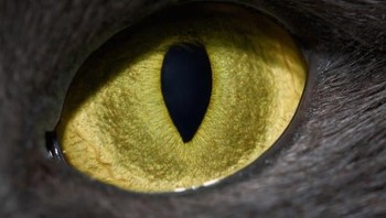 Mata kucing. Foto: Livescience