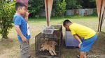 Lucunya Anak-anak Singa yang Diamankan Polda Riau