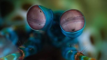 Udang mantis. Foto: Livescience