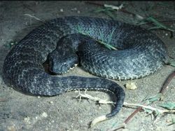 10 Ular Paling Mematikan di Dunia