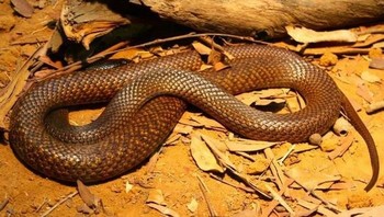Eastern Brown Snake: Ular ini dianggap sebagai ular darat paling berbisa kedua di dunia. Ular ini sering ditemukan di Australia, Papua Nugini, dan Indonesia. (foto: Wikipedia)