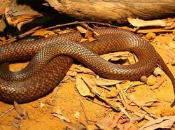 10 Ular Paling Mematikan di Dunia