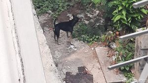 Foto Mengintip Anjing Husky Latihan Seluncur