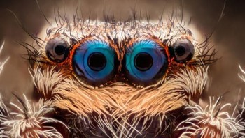 Jumping spider. Foto: Livescience