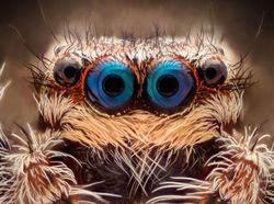 Menakjubkan! Mata Makhluk Hidup Dilihat dari Dekat