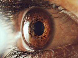 Menakjubkan! Mata Makhluk Hidup Dilihat dari Dekat