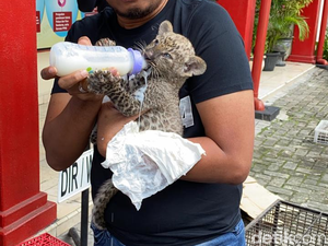 Anak Singa-Leopard Diselundupkan untuk Jadi Peliharaan Orang Tertentu