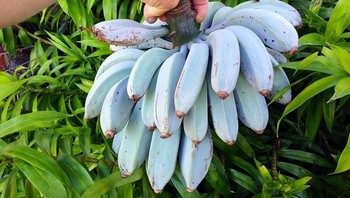 Pisang Blue Java yang rasanya konon seperti vanila. Foto: Bored Panda