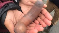 Inilah biota laut bernama latin Urechis caupo, atau yang sering disebut ikan penis, yang sempat bikin heboh di Pantai Drake. (Foto: Dok. Kate Montana, iNaturalist Creative Commons)