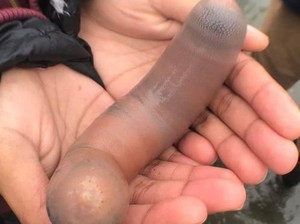 Fenomena Ribuan Ikan Penis Terdampar yang Menggemparkan