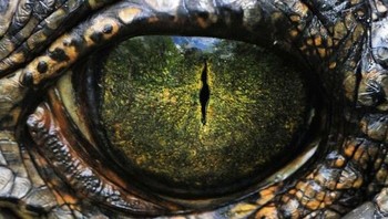 Buaya. Foto: Livescience