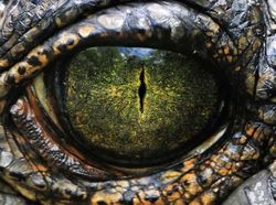 Menakjubkan! Mata Makhluk Hidup Dilihat dari Dekat