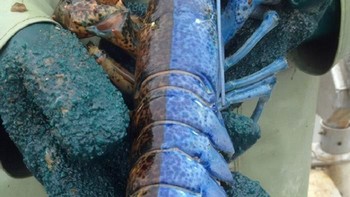 Lobster sangat langka yang terbagi dalam dua warna, muncul dari 1 dari 50 juta lobster. Foto: Bored Panda