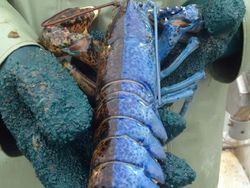 Potret Benda dan Hewan Aneh yang Menambah Pengetahuan