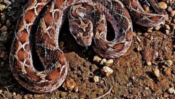 Saw Scaled Viper: Ular yang banyak ditemukan di India dan Timur Tengah ini tidak memiliki racun yang paling mematikan. Tetapi, gigitan ular ini menyebabkan lebih banyak kematian manusia daripada gabungan semua spesies ular lainnya. (foto: Wikipedia)  