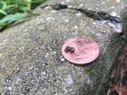 Potret Benda dan Hewan Aneh yang Menambah Pengetahuan