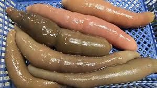 5 Fakta Unik Ikan Penis yang Eksotis dan Gurih Umami