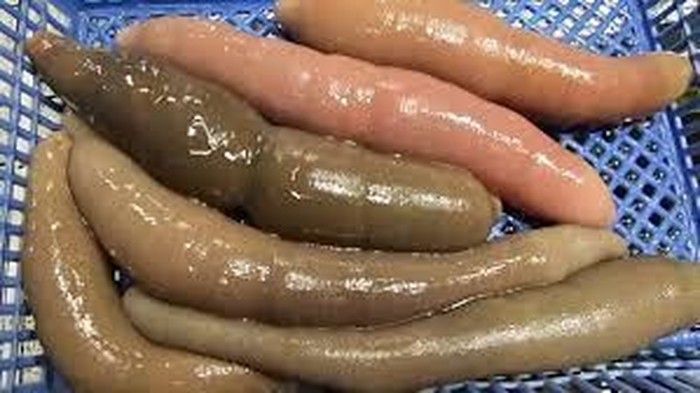 Image result for Ikan Penis